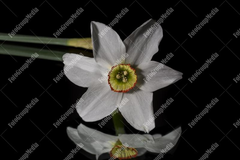 Daffodil isolated on black background