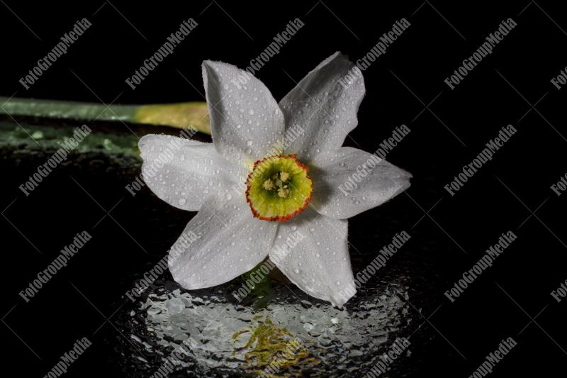 Daffodil isolated on black background