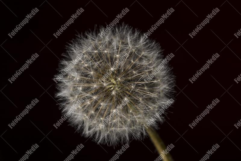 Dandelion in close up
