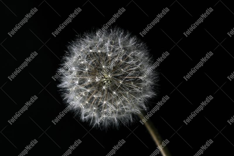 Water drops on dandelion