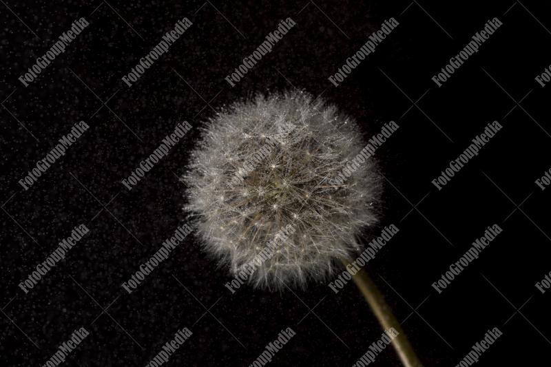 Dandelion isolated on black background