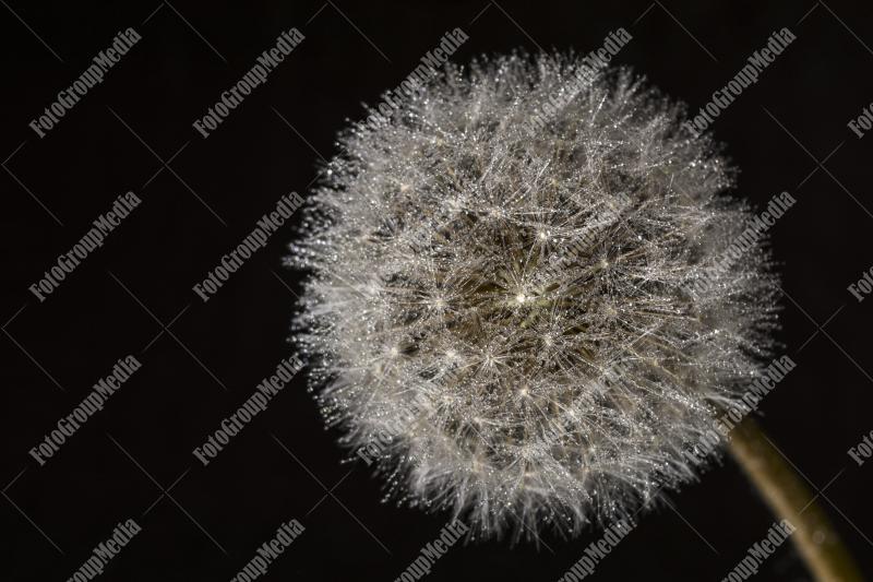 Dandelion fluff in close up with water drops
