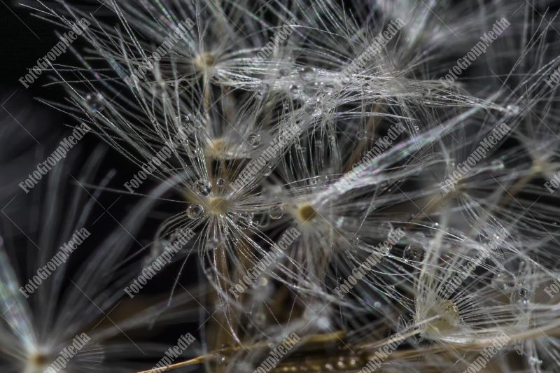 Details of a dandelion
