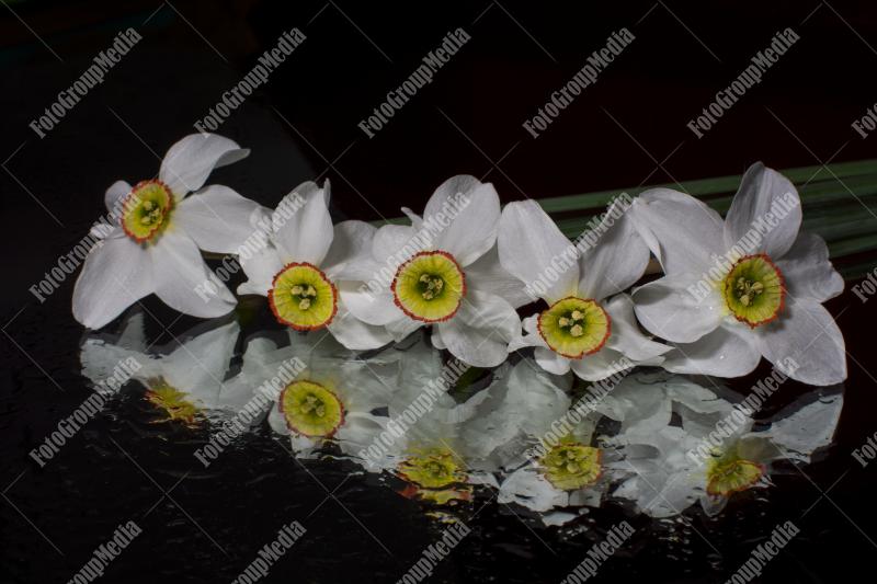 Daffodils isolated on black background