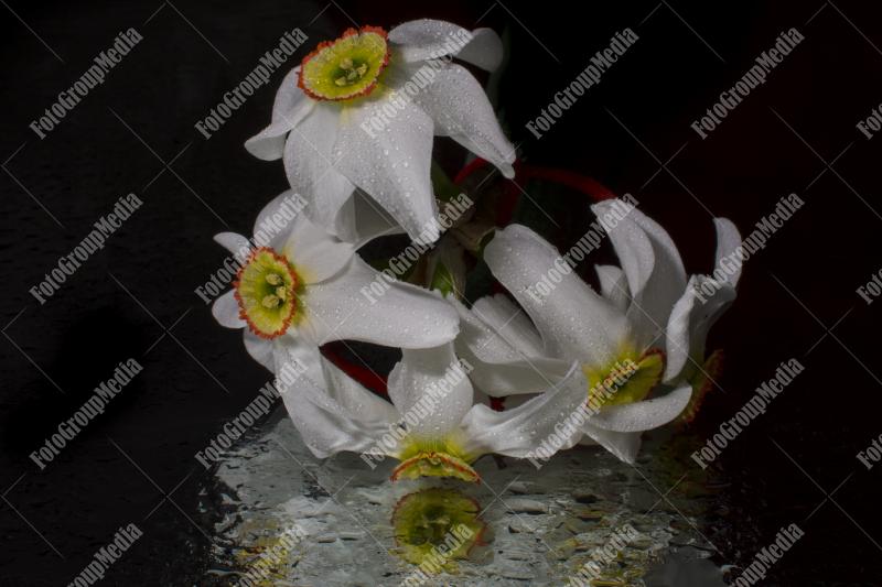 Daffodils isolated on black background