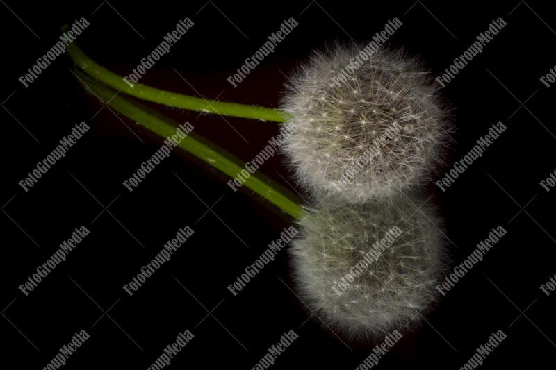 Dandelion in close up