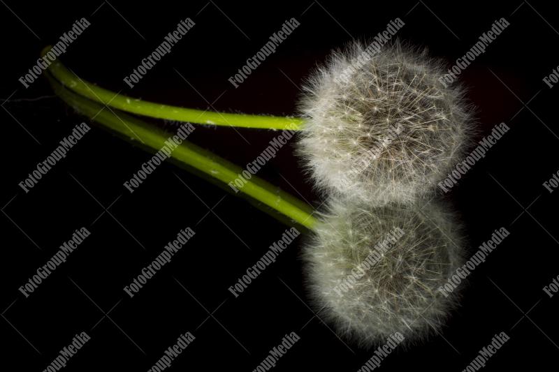Dandelion isolated on black background