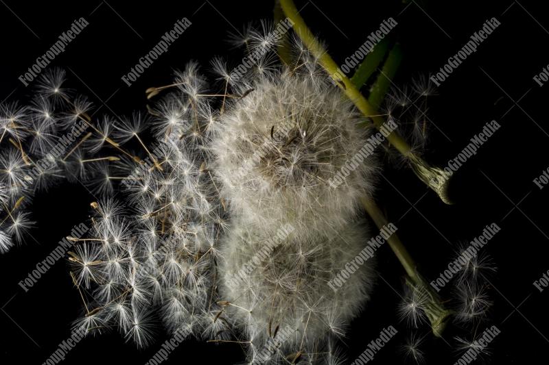 Dandelion in close up