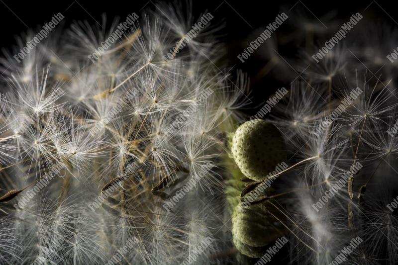 Delicate dandelion seeds