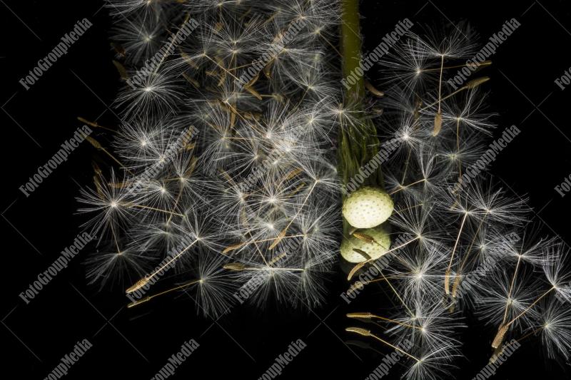 Delicate dandelion seeds