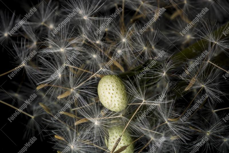Dandelion seeds in close up