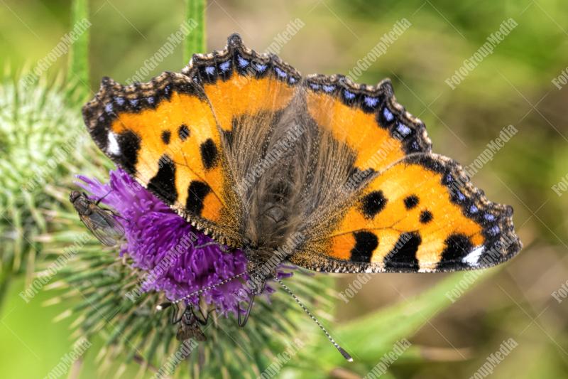 Flower and butterfly