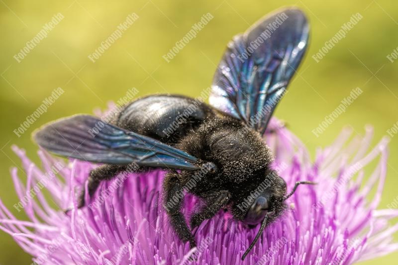 A close-up of a striking black bee
