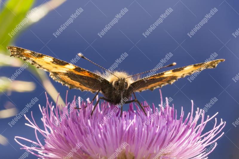 Orange butterfly on purple flower