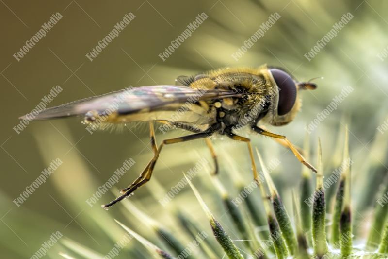 Bee on flower