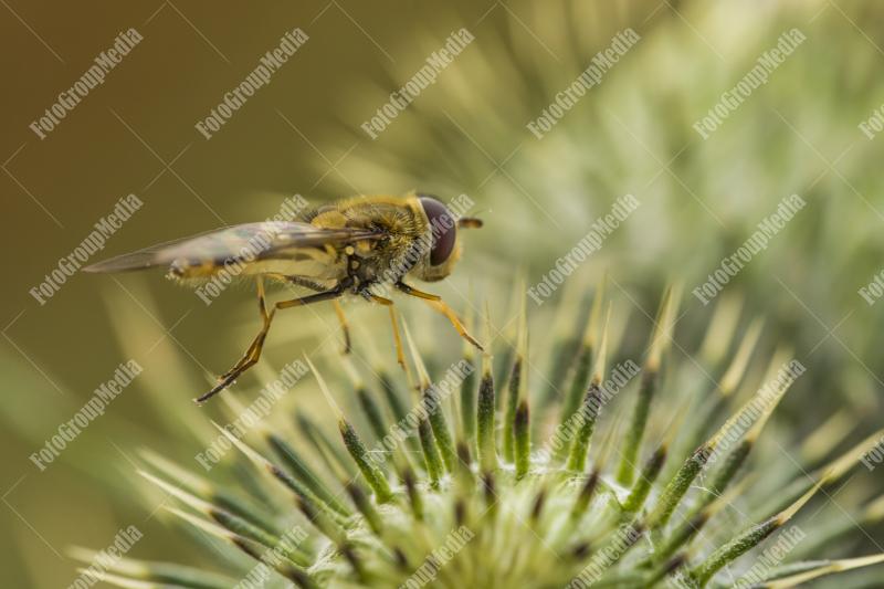Bee on flower