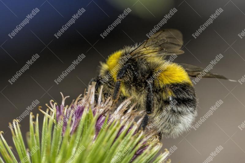 Bee collecting pollen on a purple flower
