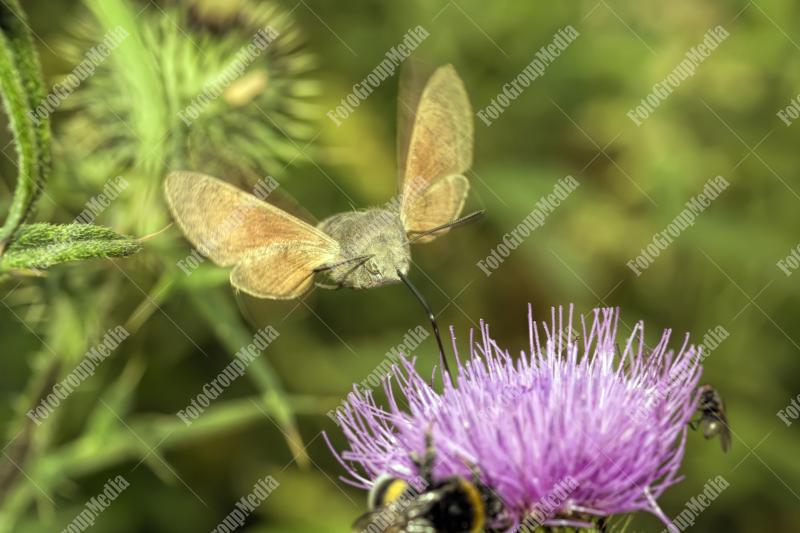 Milk Thistle plant and butterfly in garden