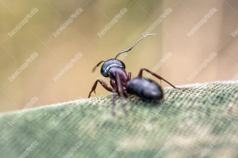 A curious ant