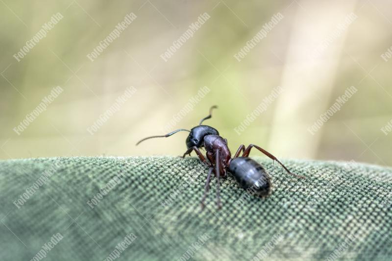 A curious ant