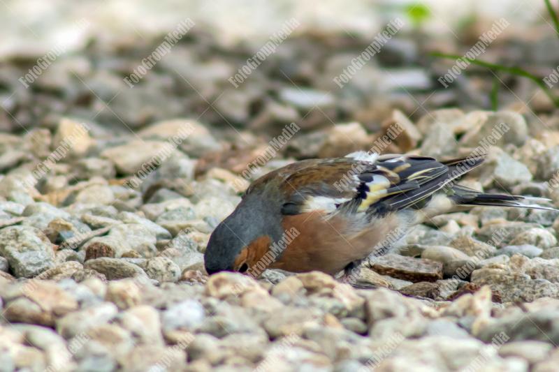 Sparrow searching for food between rocks