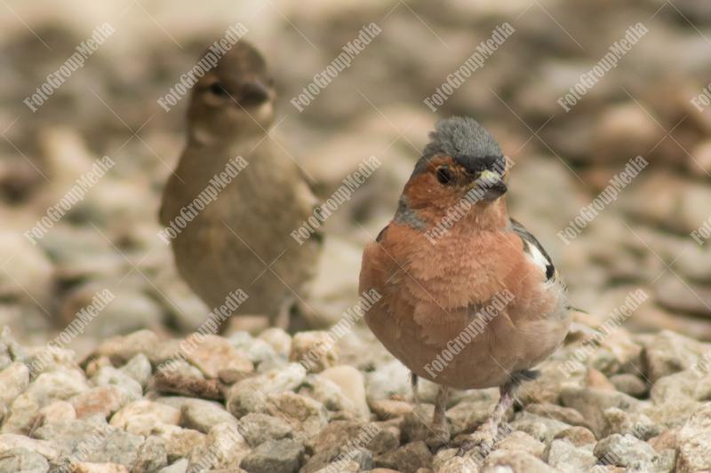 Lovely pair of little birds searching for food