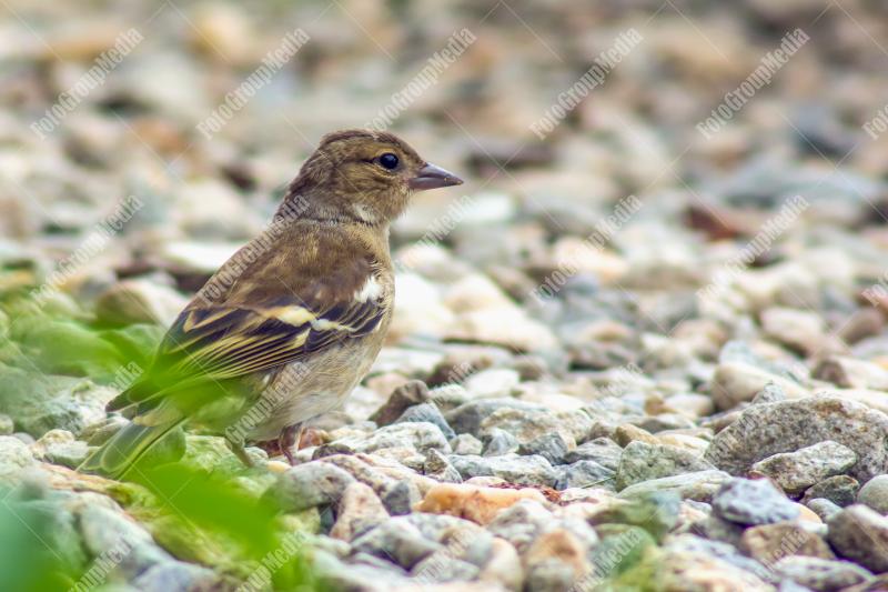 Sparrow sitting on a rock
