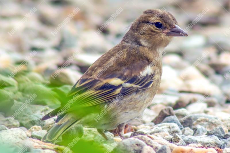 A solitary bird perches gracefully on a rock, blending seamlessly with the natural surroundings. Its soft plumage glistens in the sunlight, capturing the essence of tranquility in the wild. This moment reflects the serene beauty of nature, where every det