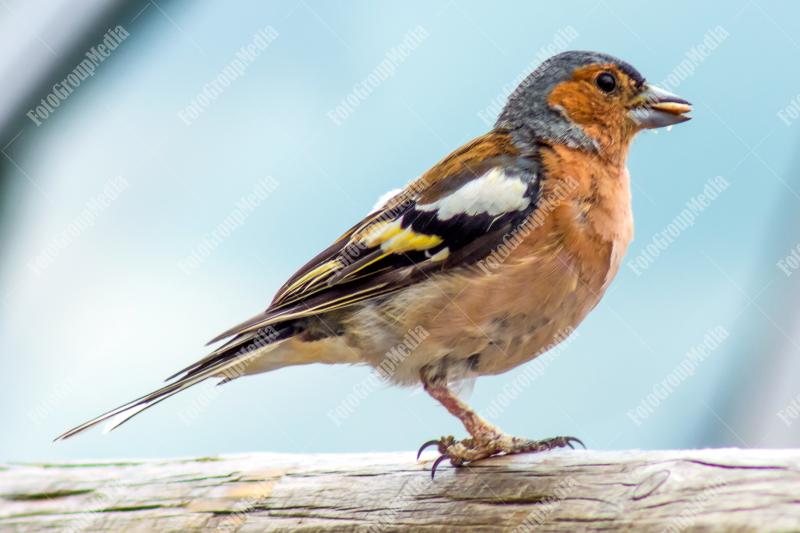 Little bird sitting on a log