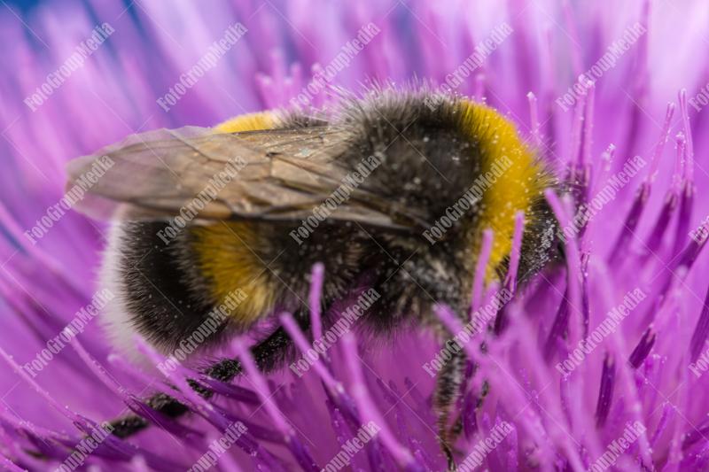 Bee collecting pollen on a purple flower