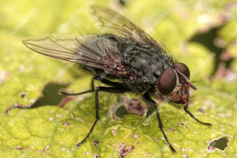 Fly on leaf