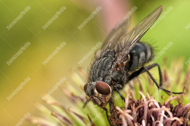 Ugly fly on flower