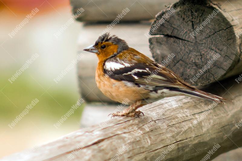 Little bird sitting on a log