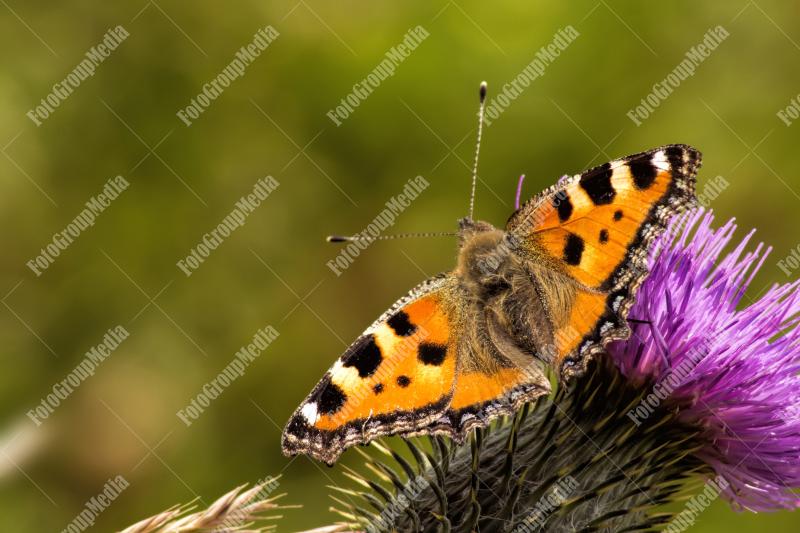 Butterfly and flower