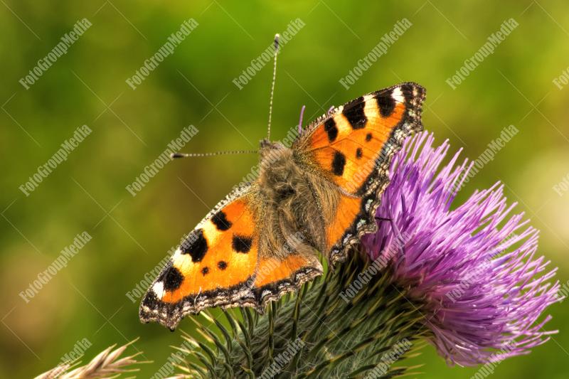 Butterfly and flower