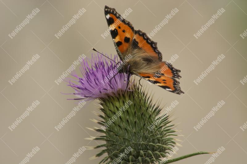Butterfly and flower