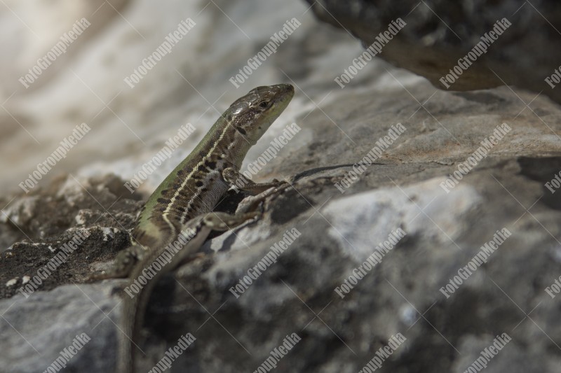 Lizard basking on a rock in a natural setting during daylight