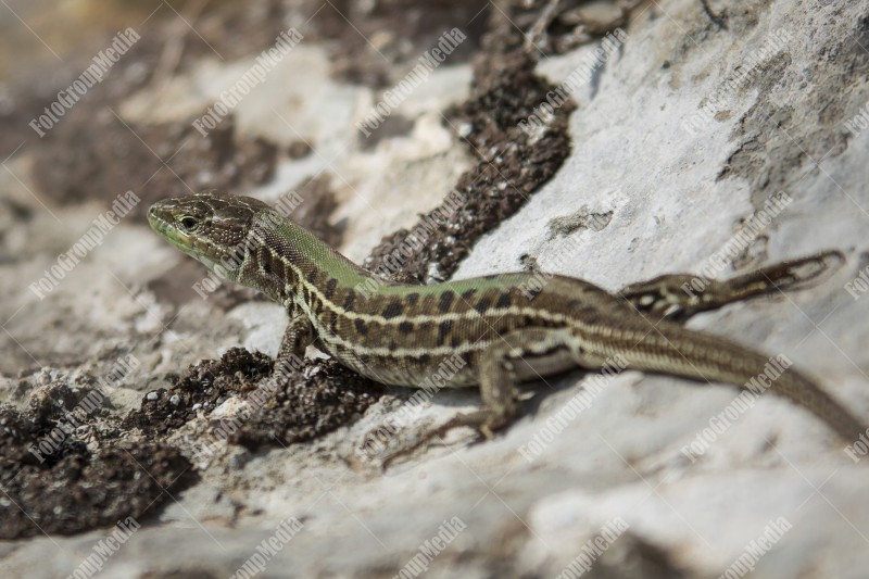 Lizard basking on a rock in a natural setting during daylight