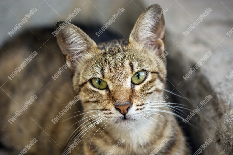 Cat looking at camera