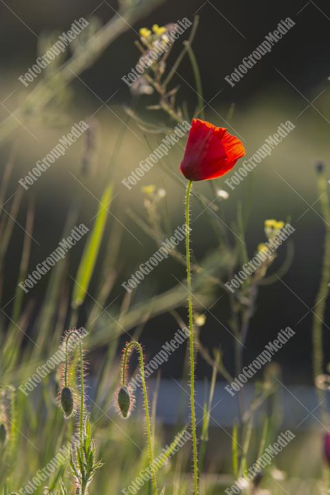 Poppy flower isolated on garden background