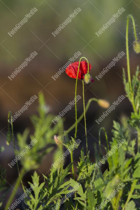 Poppy flower isolated on garden background