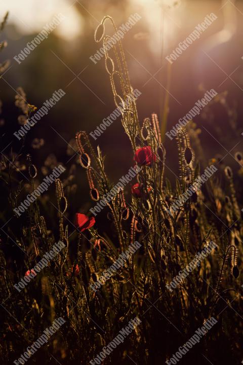 Golden hour over a poppy flowers field