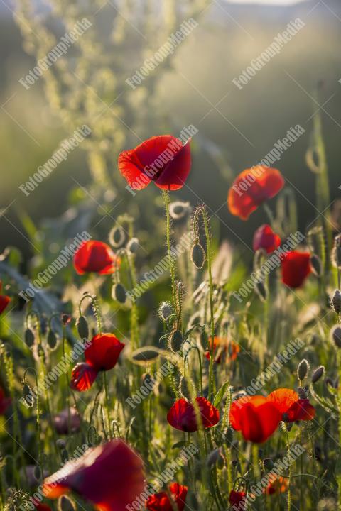 Poppy field at sunset