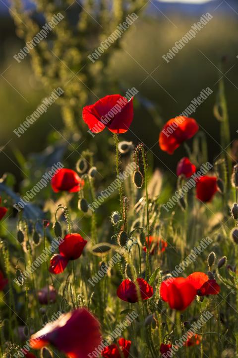 Poppy field at sunset
