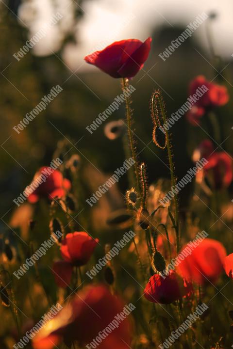 Red poppies