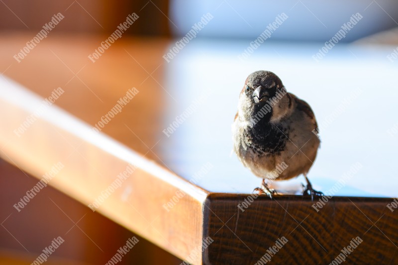 Little sparrow sitting on table