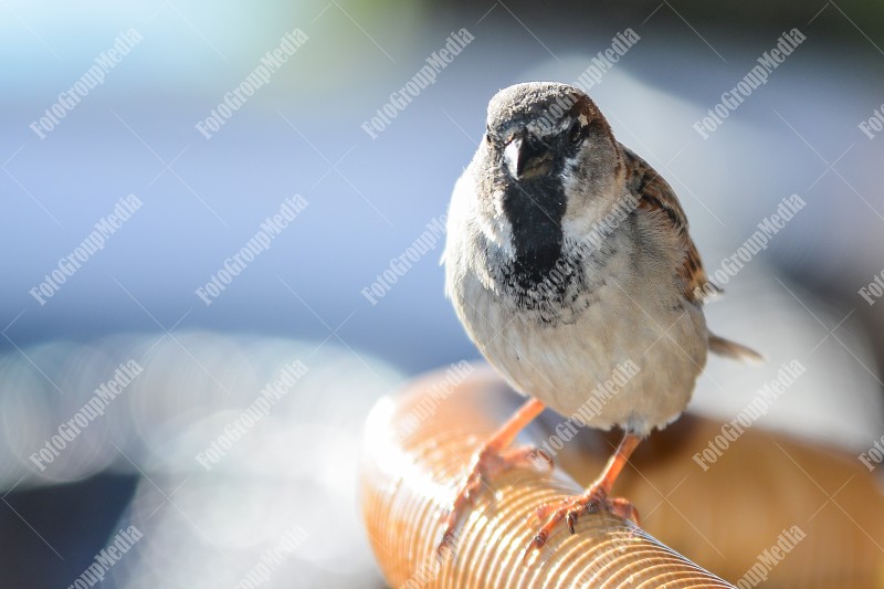 Curios sparrow looking at my camera