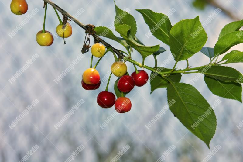Cherry branch