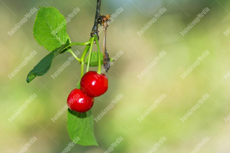 Cherries