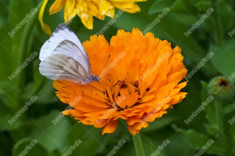 Butterfly on yellow flower